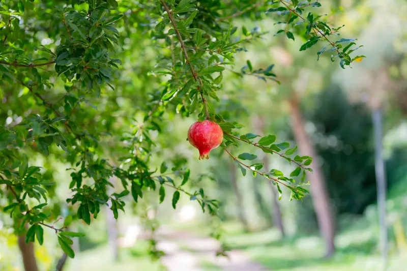 The forbidden fruit was not an apple