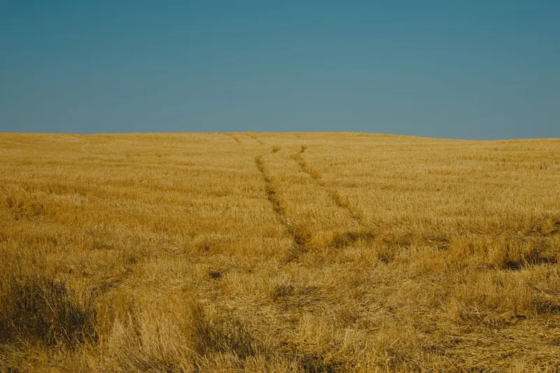 Bible in 5: Mark 2:23-28 — The Sabbath Grain
